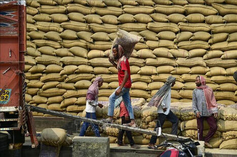 RIZ: Les prix du riz asiatique baissent en raison d'une faible demande | COMMERCE & LOGISTIQUE | Scoop.it