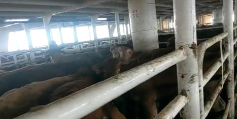 Trois mois en Méditerranée dans un cargo bétailler : la triste odyssée des bovins de l’« Elbeik » | Actualité Bétail | Scoop.it