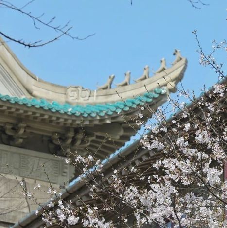 WuDA Cherry blossoms online 1000 1600 | Wuhan, Hubei | Scoop.it