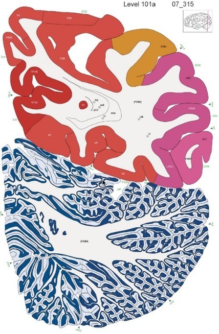Kurzweil : "Allen Institute | Highest-resolution map of the entire human brain created | Ce monde à inventer ! | Scoop.it
