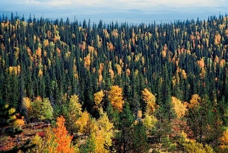 Suomen Luonto - Viisi myyttiä luonnonmetsistä, osa 1 | 1Uutiset - Lukemisen tähden | Scoop.it