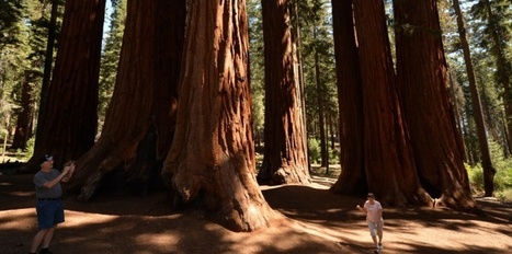 La Californie orpheline de ses arbres géants | water news | Scoop.it