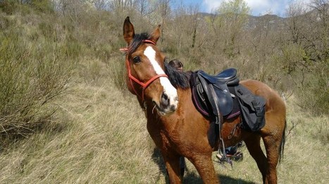 Deux chevaux de randonn&eacute;e en fugue depuis 72 heures | Cheval et Nature | Scoop.it