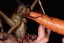 WORLDS LARGEST INSECT FOUND JUST YESTERDAY! | Strange days indeed... | Scoop.it