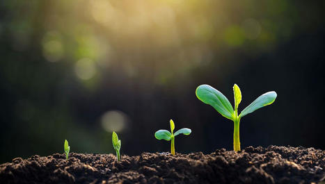[Podcast] Le secret de la croissance des plantes | SCIENCES DU VEGETAL | Scoop.it
