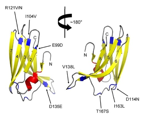 MPMI: Quantitative variation in effector activity of ToxA isoforms from Stagonospora nodorum and Pyrenophora tritici-repentis | Plants and Microbes | Scoop.it