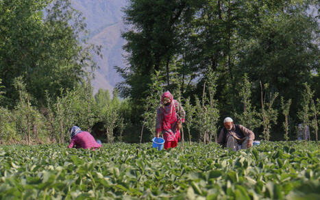 INDIA: Farms dodged the Hormuz crisis, but its budget didn't | ASIES | Scoop.it